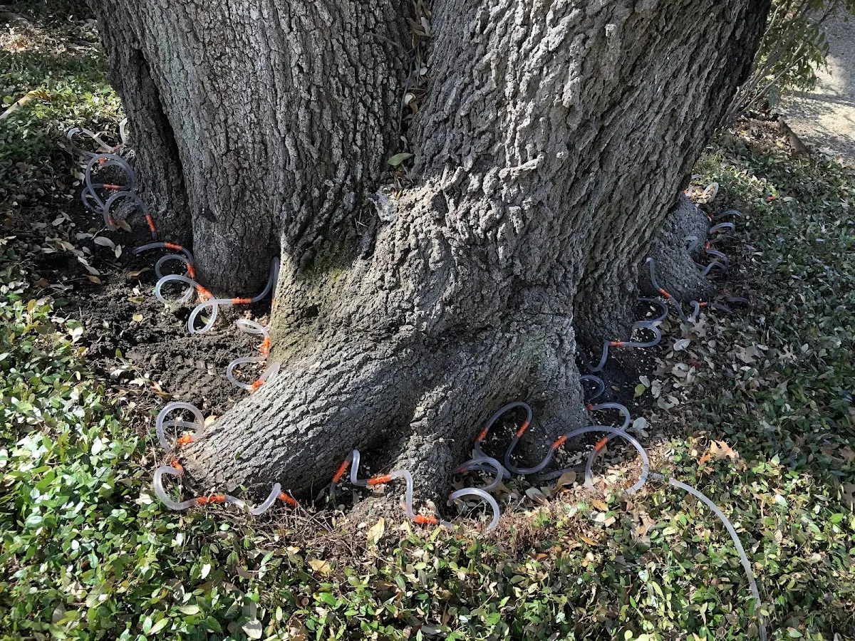 Detailed Tree Cabling and Bracing job site in Wild Horse