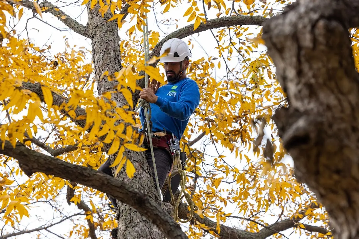 Skilled Tree Pruning crew working in Wild Horse
