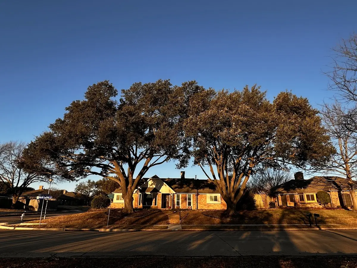 Established residential canopy tree shading a home in Wild Horse